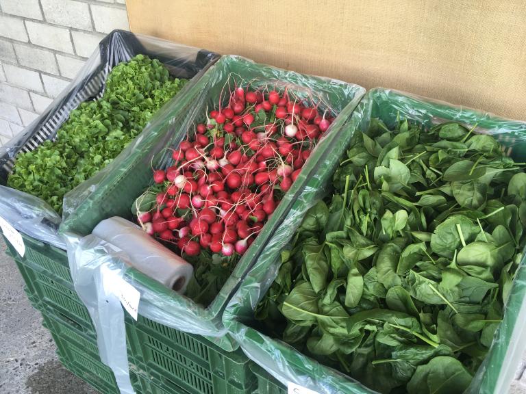 Spinat, Radieschen und Salate aus eigener Produktion